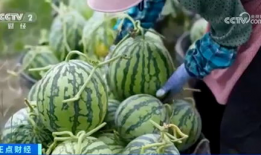 辽源吃瓜爆料视频大全集,视频大全集精彩回顾